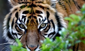 Se celebra hoy el Día Internacional del Tigre