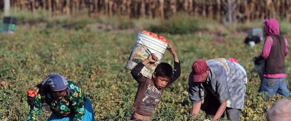 El Senado de Salta pide al gobierno de la Provincia que informe sobre el trabajo infantil