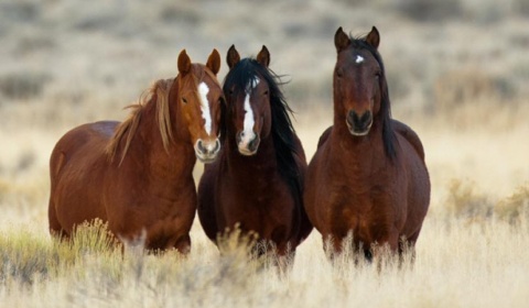 Se celebra hoy en la Argentina el Día Nacional del Caballo