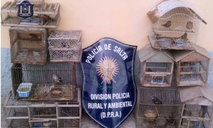 La Policía de Salta desbarata una 'boca de expendio' de aves autóctonas