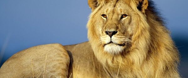 Día Mundial de la Vida Silvestre: Grandes felinos, predadores amenazados