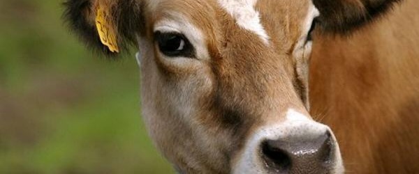 El próximo viernes 29 de marzo expira el plazo para cumplir con el Censo Nacional Agropecuario