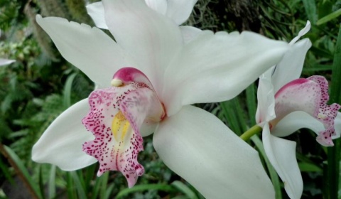 Exposición de orquídeas, helechos, bonsáis y flora nativa de Salta