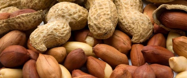 El 80% de la producción de maní argentino es para la exportación