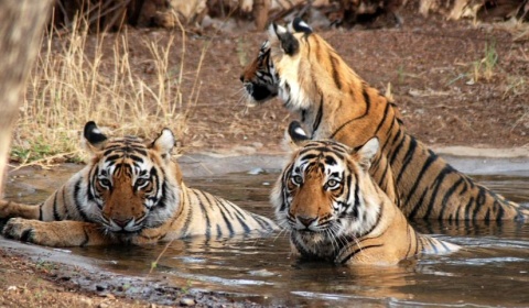 Se celebra hoy el Día Internacional del Tigre