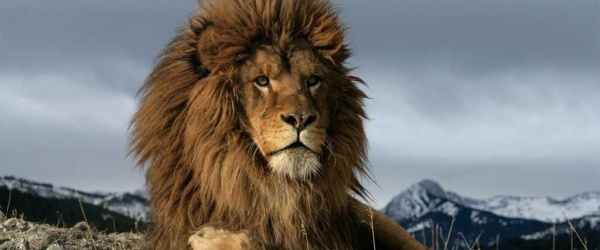 Se celebra hoy el Día Mundial del León