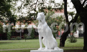 La Argentina celebra hoy el Día del Animal