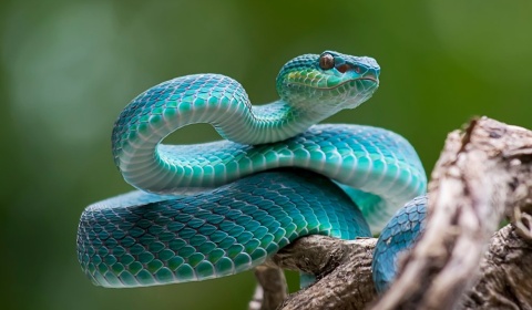 Se celebra hoy el Día Mundial de la Serpiente