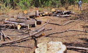 Un tercio de las áreas protegidas del mundo están degradadas debido a malas prácticas humanas