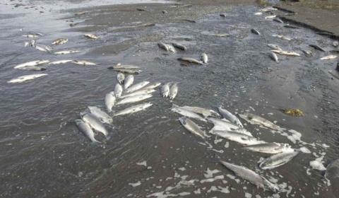 El juez Fucho inspecciona el dique El Tunal por la mortandad de peces