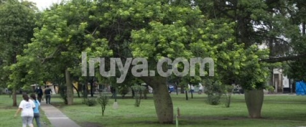 Reverdece tu ciudad: 165 nuevos árboles en la ciudad de Salta