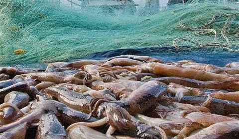 Entró en vigor un acuerdo internacional para combatir la pesca ilegal