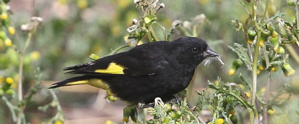 La Estación de Fauna Autóctona de Salta libera 45 negrillos en la Quebrada del Toro