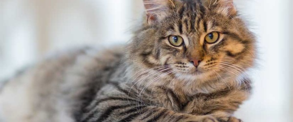 Se celebra hoy el Día Internacional del Gato