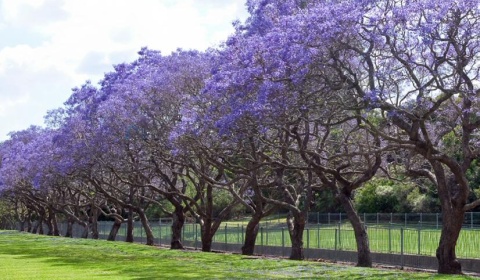 La Argentina celebra hoy el Día del Árbol
