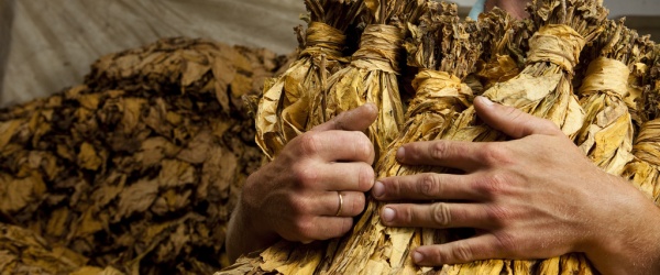 La industria tabacalera es una amenaza al medio ambiente y al desarrollo sostenible