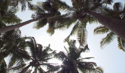 Una plaga de escarabajos amenaza la producción mundial de dátiles y cocos