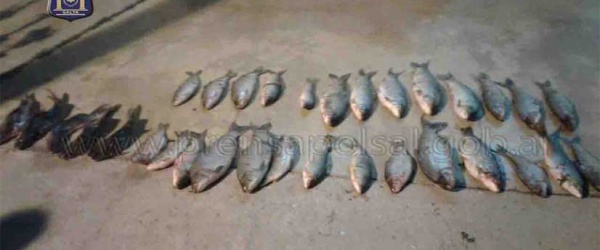 La Policía de Salta secuestra sábalos y bagres en un operativo de control de pesca
