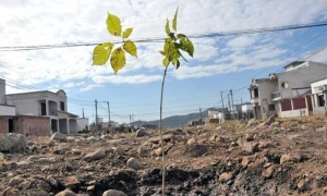 'Salta Reverdece' celebra el día del amigo con una plantación simultánea de árboles