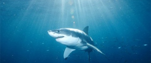 La FAO presenta un nuevo software para proteger a los tiburones