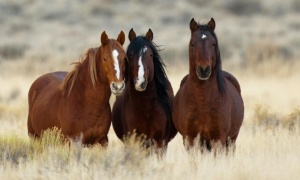 Se celebra hoy el Día Nacional del Caballo
