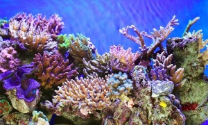 2018: Año Internacional de los Arrecifes de Coral
