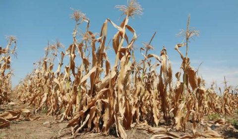 La FAO identifica las tres mayores amenazas para los suelos de América Latina