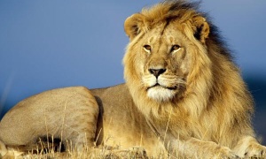 Se celebra hoy el Día Mundial del León
