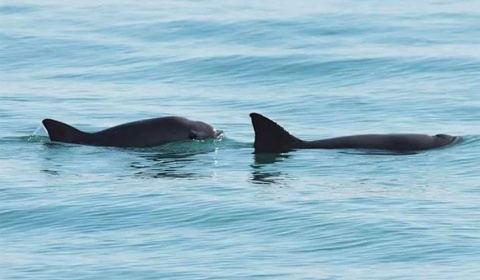 Redoblar esfuerzos para salvar a la vaquita