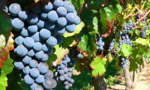 Charla sobre la Bonarda con Carolina Cristofani en el ciclo 'Cepas' del Museo de la Vid y el Vino