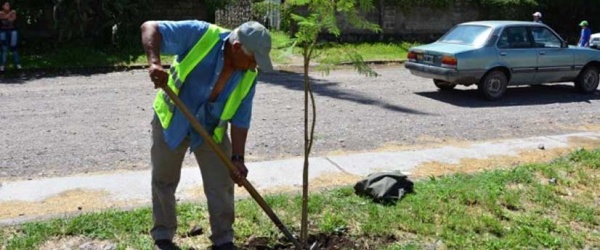 Vivero Municipal de Salta: más de 12.000 especies de árboles y arbustos