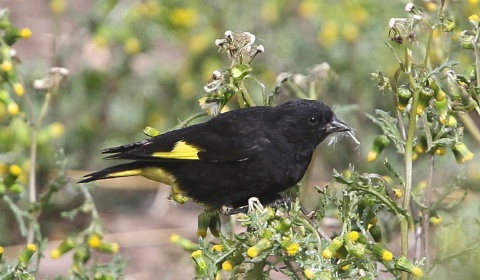 La Estación de Fauna Autóctona de Salta libera 45 negrillos en la Quebrada del Toro