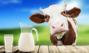'La vaca atada' ayuda a resolver un pleito por daños y perjuicios en Salta