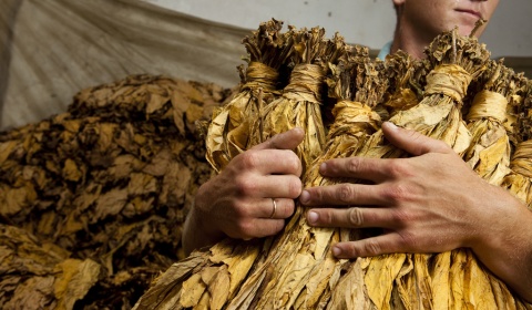 La industria tabacalera es una amenaza al medio ambiente y al desarrollo sostenible