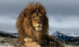 Se celebra hoy el Día Mundial del León