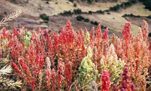 El Código Alimentario Argentino incorpora al grano de quinoa