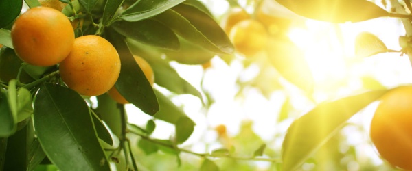 Salta entre las provincias en las que se prohíbe la entrada de frutas cítricas sin procesar
