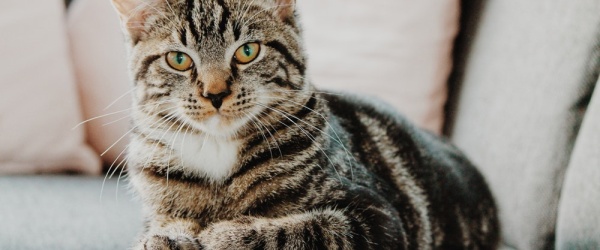 Se celebra hoy el Día Internacional del Gato