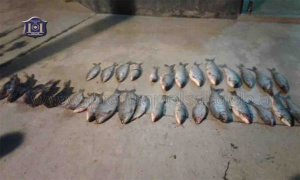 La Policía de Salta secuestra sábalos y bagres en un operativo de control de pesca