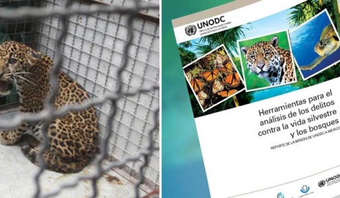 Nueva herramienta para combatir el tráfico ilegal de vida silvestre