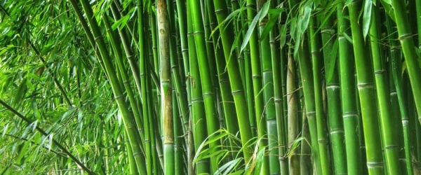 El gobierno nacional promueve la fabricación de productos de bambú