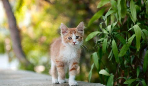 Se celebra hoy el Día Internacional del Gato