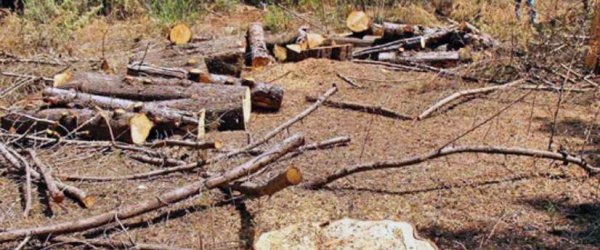 Un tercio de las áreas protegidas del mundo están degradadas debido a malas prácticas humanas