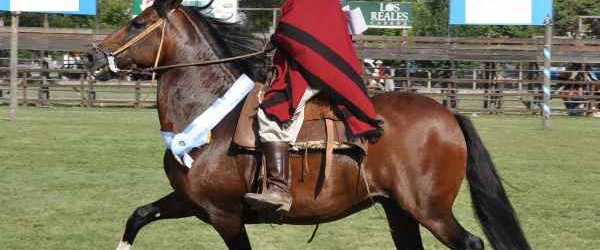 Fiesta Provincial de la Tradición en Campo Quijano
