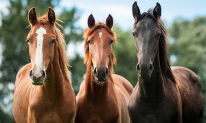 Se celebra hoy el Día Nacional del Caballo