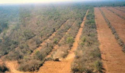 La FAO lanza un software gratuito para controlar el estado de los bosques