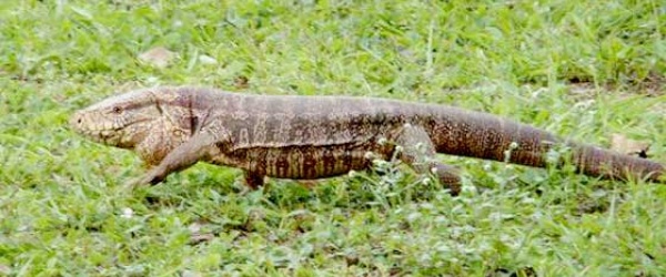 La piel de una iguana colorada podrá venderse a 45 pesos en Salta