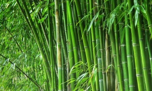 El bambú, la planta del milenio, opción para sustituir el cultivo de tabaco