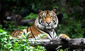 Se celebra hoy el Día Internacional del Tigre