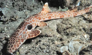 La FAO ayudará para que la pesca de aguas profundas sea sostenible